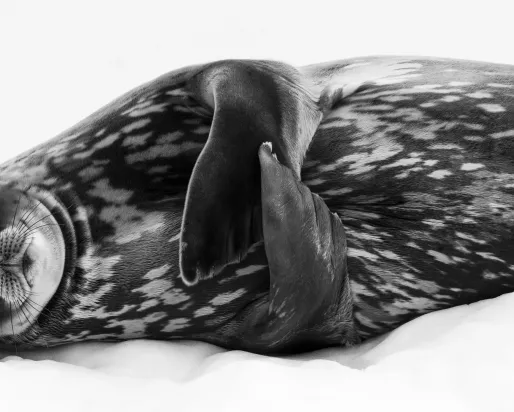 Experience our world in vivid detail, beholding extraordinary species through unimagined perspectives. 