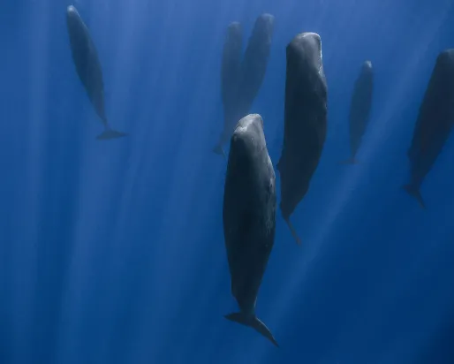 Sleeping Sperm Whales