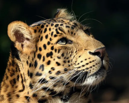 Wild Cats Wild cats