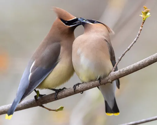 A pair of Cedar Waxwings mid-courtship.