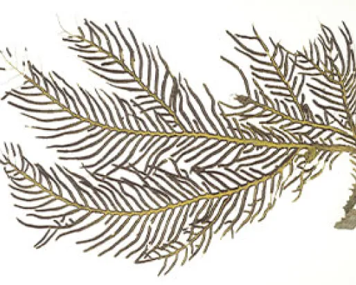 Coral (Anthozoa).
