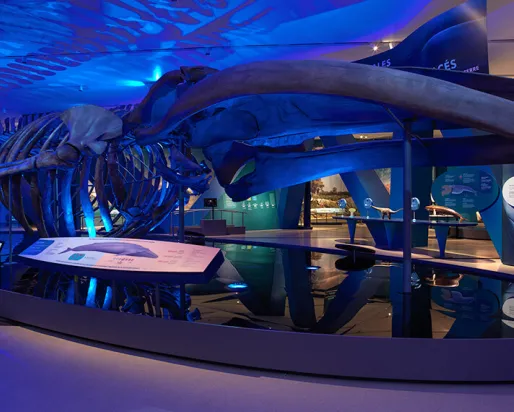 Espace d'exposition Blue Whale au Musée royal de l'Ontario.