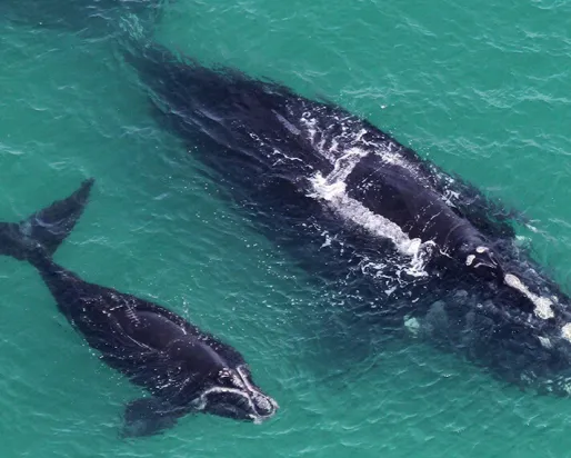 Baleine noire de l'Atlantique Nord mère et baleineau. National Oceanic and Atmospheric Administration / Fédération canadienne de la faune.

