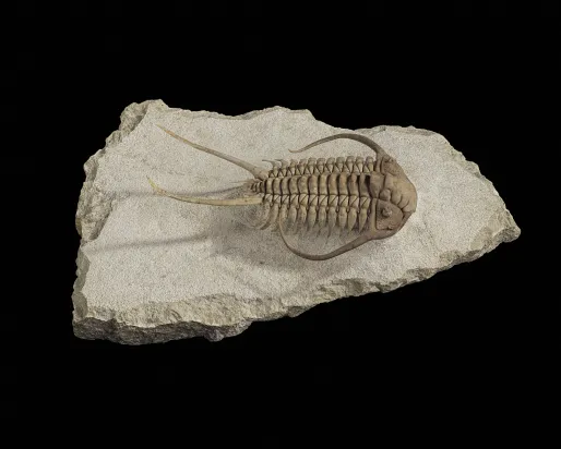Un trilobite exposé dans la galerie Willner Madge, Dawn of Life.