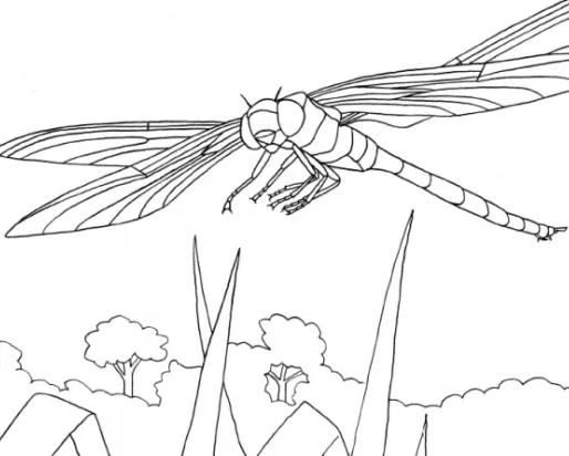 A line drawing of a dragonfly
