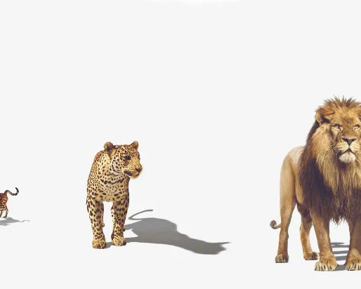 Photo of a bengal cat, a leopard, and a lion