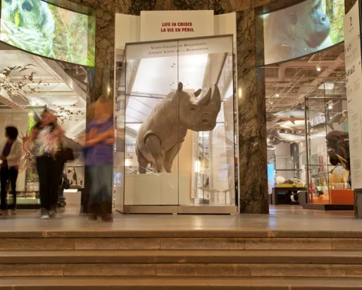 This white rhino is a rare specimen and the centerpiece of the Life in Crisis: Schad Gallery of Biodiversity.