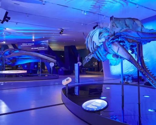 two whale skeletons