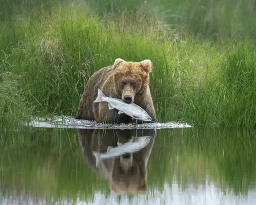 The Perfect Catch Wildlife Photographer of the Year 2020