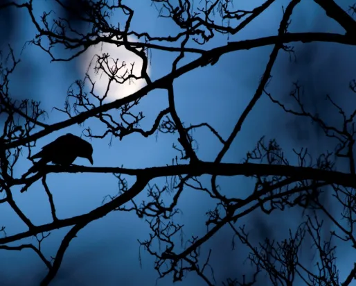 Crow