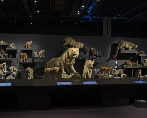 20 cat species on display