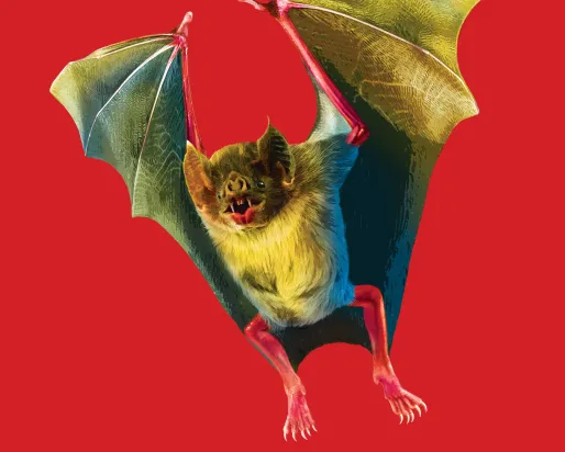 Bat A bat flying and behind it is a red background.