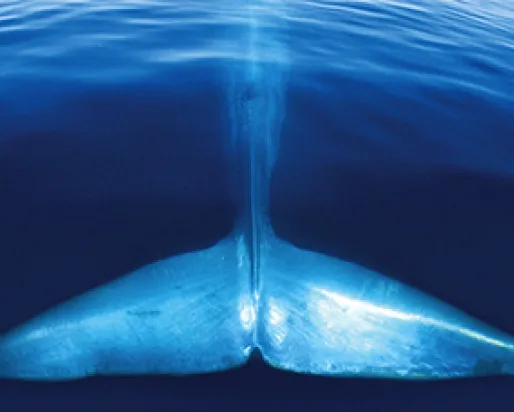 Blue whale.