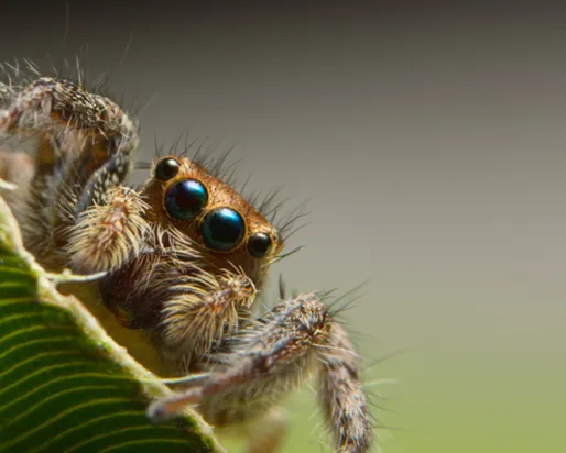 Araignée sauteuse.
