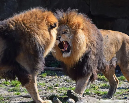 Two male lions roaring at each other.