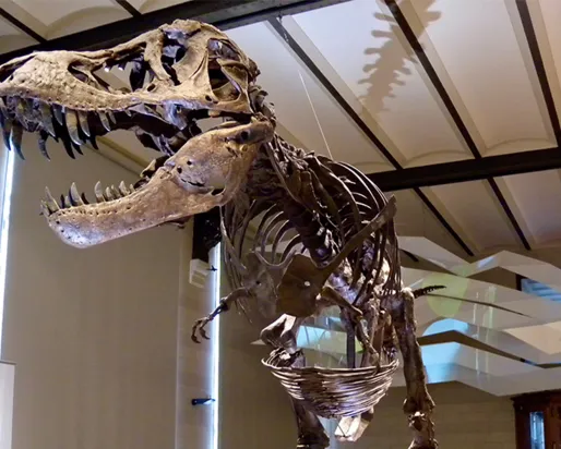 Dinosaur
