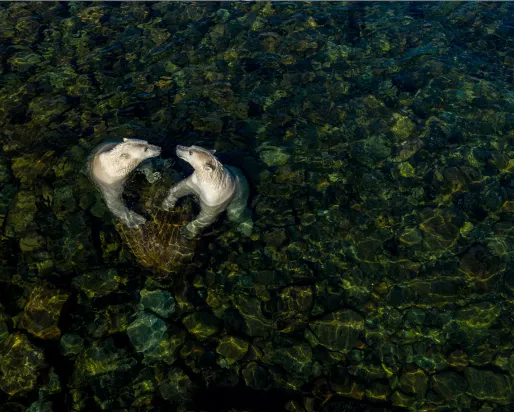 Martin Gregus (Canada/Slovakia) shows polar bears in a different light as they come ashore in summer. On a hot summer’s day, two female polar bears took to the shallow intertidal waters to cool off and play. Martin used a drone to capture this moment. For  him, the heart shape symbolizes the apparent sibling affection between them and "the love we as people owe to the natural world.
