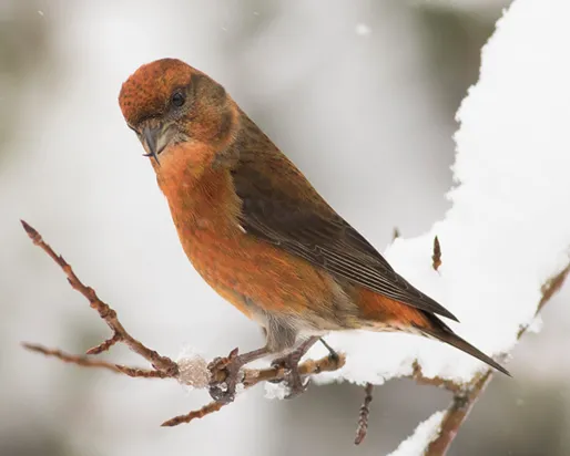 Red crossbill.
