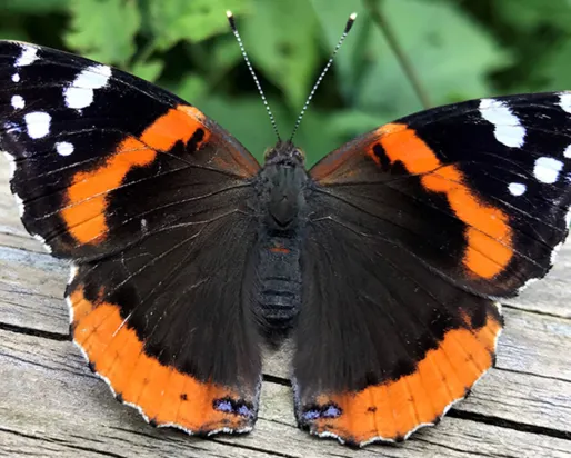 Un papillon amiral rouge.