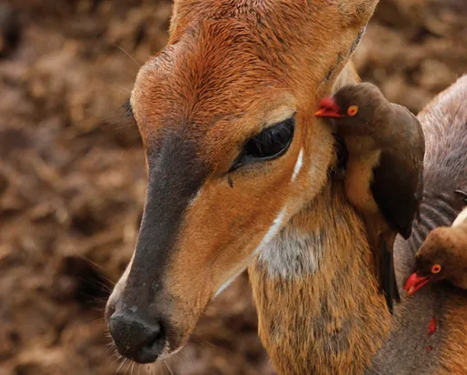 Oxpeckers removing ticks from a bushbuck.