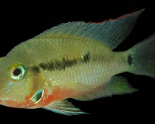 Une espèce de Thorichthys.
