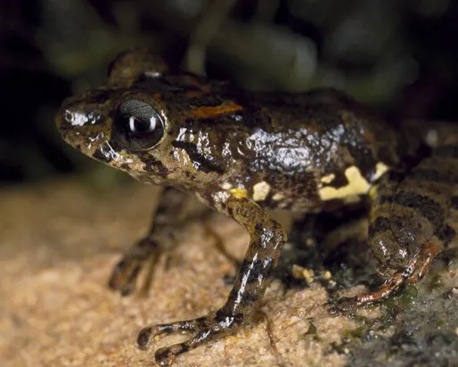 Pristimantis inguinalis collecté en Guyane.
