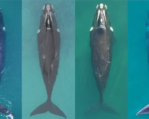 Trois baleines franches australes en bonne santé à côté d'une baleine franche de l'Atlantique Nord visiblement en moins bonne condition physique.
