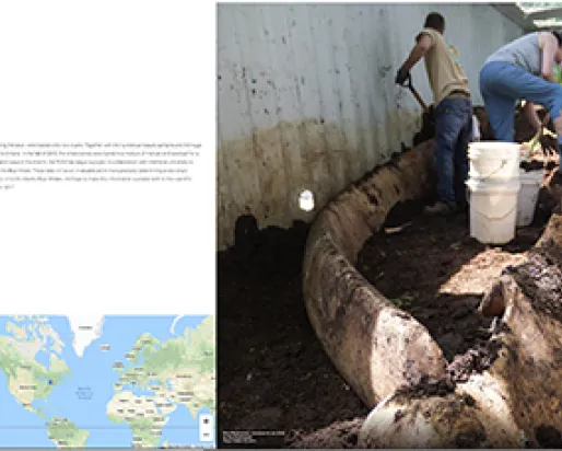 Une page web montrant deux personnes avec des pelles à côté d'os de baleine, une description de la façon dont le squelette a été préparé et une carte montrant l'endroit où la préparation a eu lieu.
