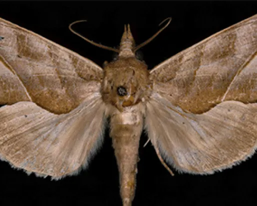 A fuzzy brown moth with wings spread against a dark background.
