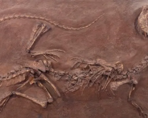 Dinosaure fossilisé.
