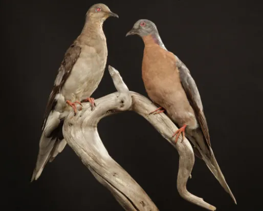 from Empty Skies: the Passenger Pigeon Legacy