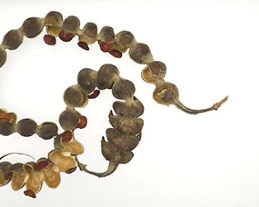 A string of two dozen light brown pithecellobium seed pods and seeds.
