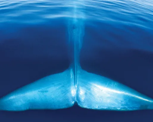 Découverte d'une baleine bleue