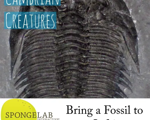 a picture of a trilobite with the title "Cambrian Creatures"
