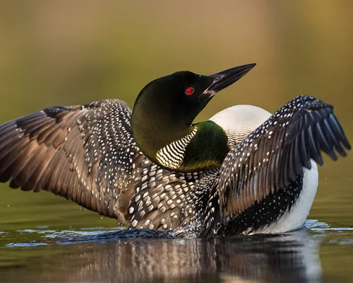 Loon about to take flight.