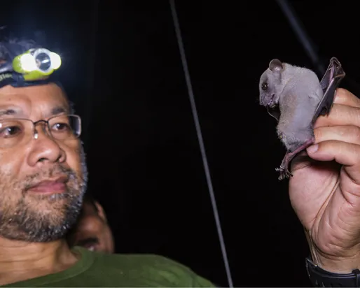 A man wearing a headlamp inspects a pale grey bat in his hand
