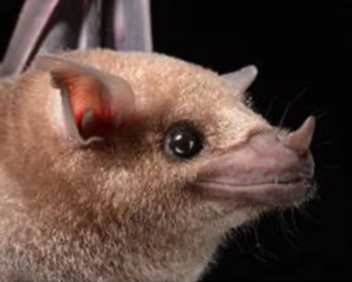 A bat with big eyes, relatively small ears, and light brown fur.