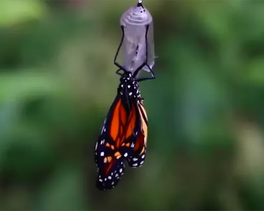 Monarch butterfly emerging from cacoon.
