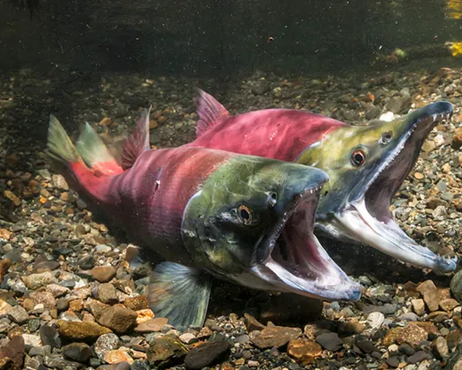 Saumon sockeye, femelle à gauche et mâle à droite, dans le nid, se préparant à frayer.