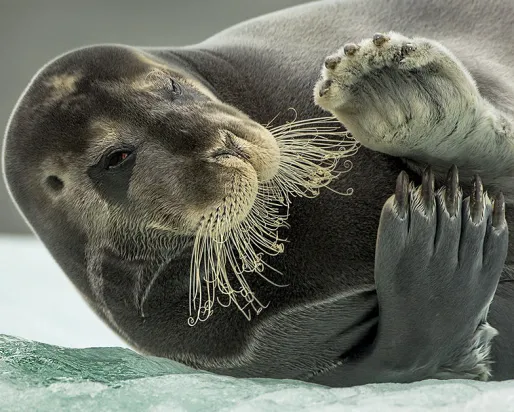 Walrus laying on it's side
