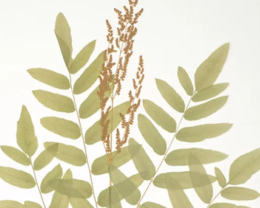 Plantes pressées dans la collection de botanique du ROM
