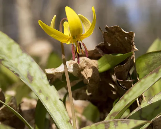 Yellow trout lily.
