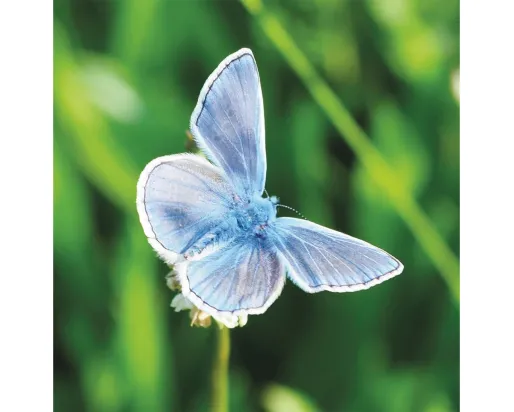 European Common Blue butterfly