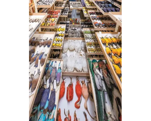 The ROM's Ornithology collection