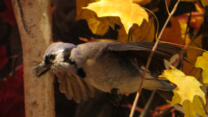 a model of a blue jay flying through a fall forest