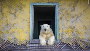 Un ours polaire à l'intérieur d'une maison regarde par la fenêtre.