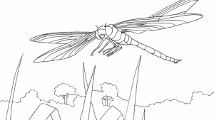 A line drawing of a dragonfly