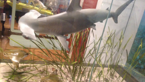 Requin-marteau chassant des raies