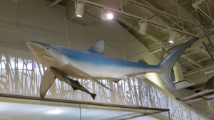 a shark overhead in the Schad gallery