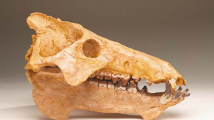 photo of an entelodont skull